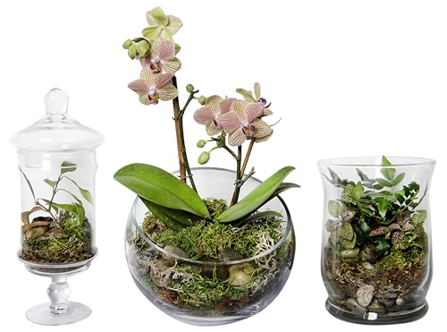 SuperMoss (90421) Terrarium Kit, 8 oz, Forest