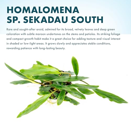 Live Plants – Sekadau South Homalomena (Homalomena sp.) – Low to Medium Light, Deep Green Accent Semi-Aquatic Plant, Midground Aquarium Placement, Rhizome Growth - Pot, 3 Pack - color: Homalomena Sp. Sekadau South, size: Pot - 3 Pack