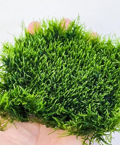 Generic Enchanting Aquatic Moss Collection: Create a Lush Underwater Landscape with Easy-Care Moss Varieties - Perfect for Aquarium Décor and Aquascaping (Mini Spinky - 3.5inx3.5in Matt) - style: Mini Spinky - 3inx3in Matt