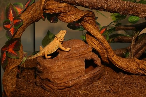AQUA KT Reptile Hide and Cave Hideout for Leopard Crested Gecko Ball Python Lizard Bearded Dragon Snake Amphibians Hiding Place Terrarium Habitat Decoration