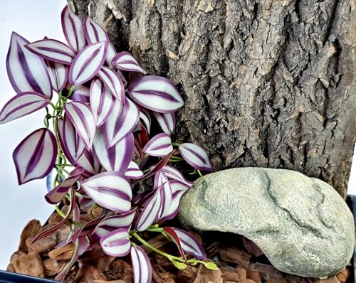 Woyrise Fake Reptile Plants for Terrarium,Tank Decor, Artificial Plant | Hanging Plant with Suction Cup,Amphibian Habitat Decor,Tank Accessories for Snake Gecko ChameleonTortoise(Tradescantia) - color: H-fake Tradescantia Zebrina Purple