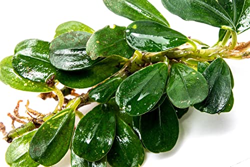 Bucephalandra Purple Blue Live Aquarium Plant - Natural Freshwater Fish Tank Decorations, Aquatic Decor (Plant (6-10 Leaves)) - color: Purple Blue, size: Loose Plant (6-10 Leaves)