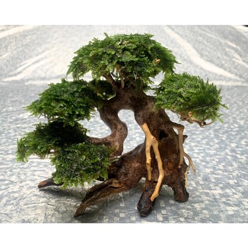 Bonsai Driftwood Aquarium Tree (8in H x 6in L), Handcrafted Fish Tank Decoration | Easy to Install Driftwood Bonsai for Fish Tank | Decor Aquascape Wood (Bonsai Tree)