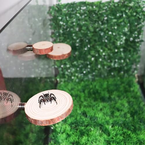 Jumping Spider Accessories, 3 Pack Wooden Ledges with Magnets, Natural Pine Spiders Ledges, Jumping Spider Enclosure Accessories, Magnetic Reptile Ledge