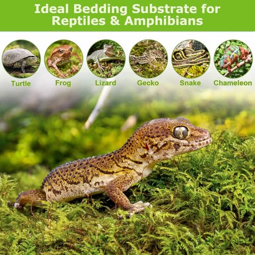 1.3LB Sphagnum Moss for Plants, 25QT Natural Long Fiber Orchid Moss | Drainage & Moisture Retention, Green Plant Moss for Orchid Repotting, Carnivorous, Succulents, Reptile Bedding & Terrariums - size: 1.3LB