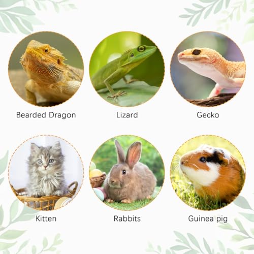 kathson Bearded Dragon Carrier with Harness and Leash Set, Large Reptile Travel Carrier Portable Lizard Backpack Clear Small Animals Carrying Bag for Gecko Hamster Rabbit Hedgehog Kitten (Gray) - color: Gray