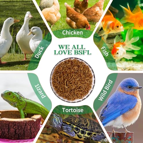 Dried Black Soldier Fly Larvae Treats for Chickens Wild Birds Ducks 5LB | More Calcium Than Mealworms High-Protein Non-GMO Pure Natural - size: 5 Pound (Pack of 1)