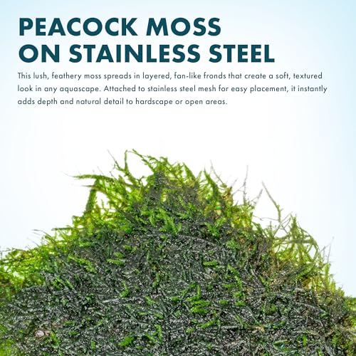 Peacock Moss on Mesh Live Aquarium Plant - Freshwater Fish Tank Decorations for Natural Aquatic Decor - color: Peacock - Stainless Steel, size: 1 Pack