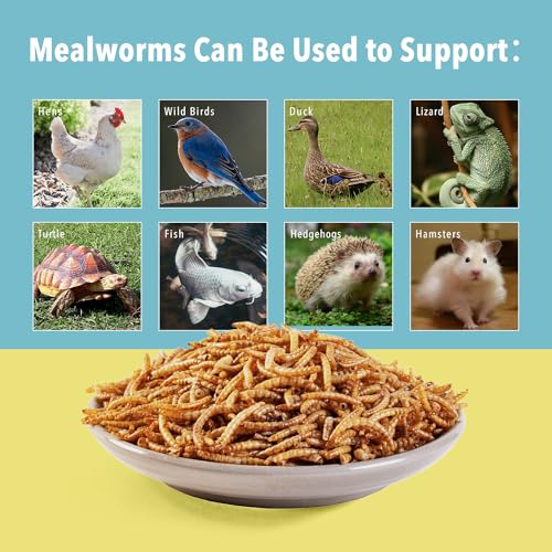 11lb Dried Mealworms for Wild Birds,Treats for Chickens,Laying hens - size: 11 Pound (Pack of 1)