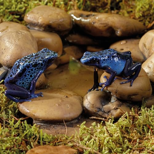 Exo Terra Frog Pond, Amphibian Terrarium Water Source, Large
