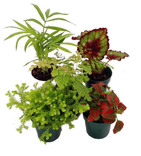 Terrarium & Fairy Garden Plants - 5 Plants in 2" pots