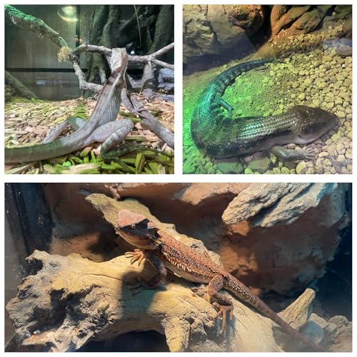 Bearded Dragon Tank 120 Gallon Reptile Terrarium 4x2x2 Ft, Aluminum Reptile Enclosure with 270° View, Mesh Top, Lockable Sliding Glass Doors
