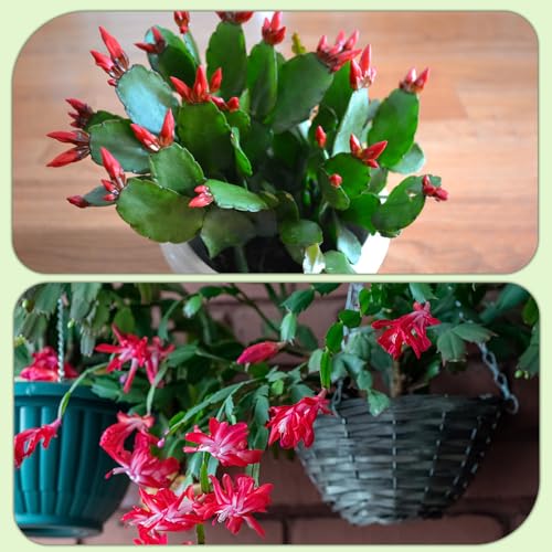 Doter Christmas Cactus Potting Soil Mix 2qt, Ideal for Succulents, Christmas Cacti, and Other Indoor Potted Plantings - size: 2qt