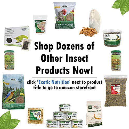 Canned Insect Assortment 6 Pack - Healthy High Protein Treat - For Hedgehogs, Sugar Gliders, Reptiles, Chickens, Lizards, Bearded Dragons, Turtles, Fish, Birds, Opossums, Skunks and other Insectivores