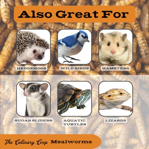 Fluker's Culinary Coop Premium Chicken Treats, Mealworms 3.5 oz, High Protein Worm, Nutritious Treat - size: 3.5 Ounce (Pack of 1)