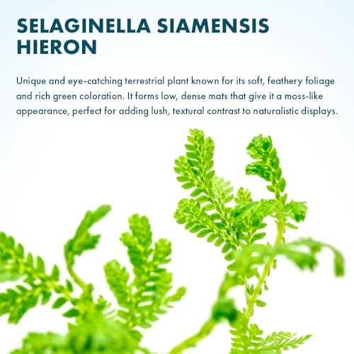 Live Plants - Selaginella Siamensis (Selaginella siamensis) - Low to Medium Light, Bright Green to Lime Accents Aquatic Plant, Emersed or Terrarium Placement - Pot, 1 Pack - color: Selaginella Siamensis Hieron, size: Pot