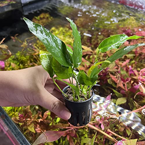 Anubias Live Aquarium Plants - Potted Freshwater Plant for Fish Tanks, Terrariums - Beginner Friendly Low Light (Short and Sharp, 3 Pots) - color: Short and Sharp, size: 3 Pots