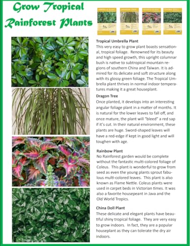 Toys by Biosphere Terrarium Starter Kit with Complete Supplies to Create Your Own Jungle! Indoor Plants for Home Displays and Gardens (Tropical Rainforest Jungle) - style: Tropical Rainforest Jungle