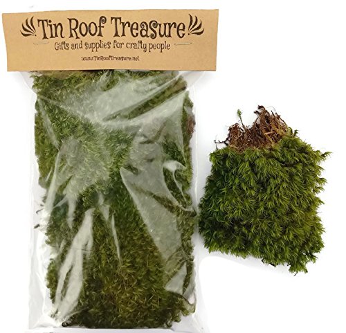 1 Quart of Fresh Organic Terrarium Mood Moss for Terrariums, Fairy Gardens