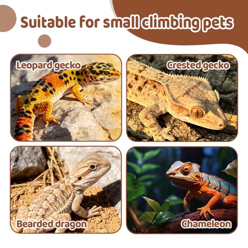 Reptile Food Bowls, 3PCS Anti-Escape Reptile Feeder with Semi-Enclosed Design Terrarium Accessories for Gecko Bearded Dragon Reptiles