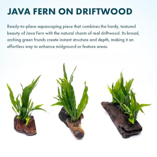 Live Aquarium Plants on Driftwood, Lava Rock, Moss Mat - Freshwater Fish Tank Plants (Java Fern, Driftwood (Medium)) - color: Java Fern, size: Driftwood - Medium