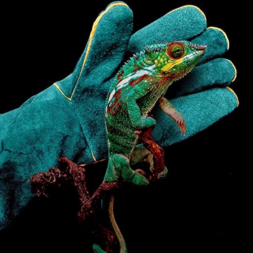 23inch Animal Handling Gloves,Animal Control Gloves Bite | Resistant Snake Proof Cowhide Reinforced Leather Protection Dog Training Glove for Cats Scratch Reptiles Birds Falcon - color: Green(23.62")