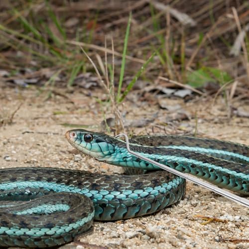 TOYANDONA Professional Retractable Snake Hook Stainless Steel Telescopic Reptile Catcher with Handle Adjustable Extension Tool for Safe Snake Handling and Reptile Care