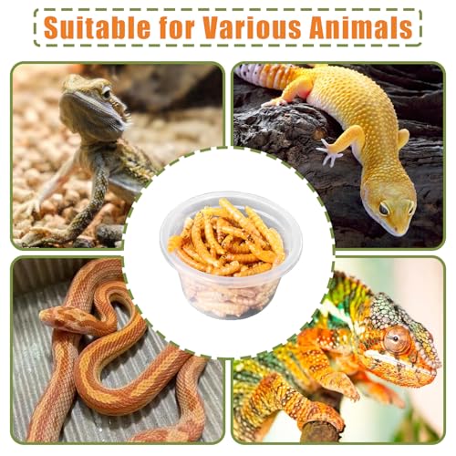 Tfwadmx 1oz 500pcs Gecko Feeding Cups, Reptile Food Dish and Water Cups Reptile Feeding Bowls Gecko Tank Accessories for Lizards Snake Crabs (1oz 500pcs) - size: 1oz 500 pcs