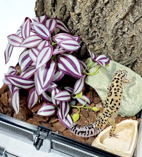 Woyrise Reptile Plants for Terrarium Decor, Ball Python Tank Accessories fit Bearded Dragon Crested Leopard Gecko Lizard Chameleon Snake Frog Tortoise Hermit Crab - Fake Zebrina Purple - color: H-fake Tradescantia Zebrina Purple