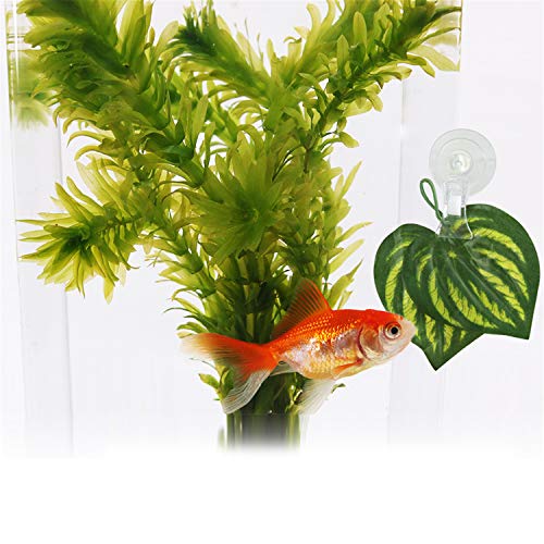 SLSON Fishes Veggie Seaweed Plant Suction Cup Clip Feeding Tool Feed Holder Aquarium Accessories for Fish Tank Fish Feeder Clips (4Pack Transparent) - color: 4Pack Transparent