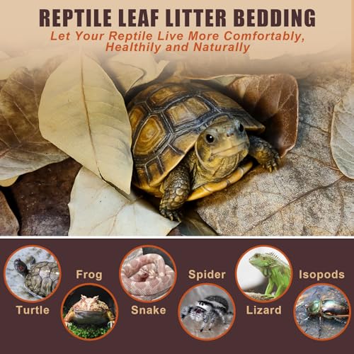 Dry Oak Leaf Litter for Reptiles,40Pcs Oak,60Pcs Longan & 20PCS Indian Almond Leaves,Leaf Litter Isopods Live Substrate Terrarium Bedding for Turtle,Snakes,Frogs,Isopod,Spider, Cricket
