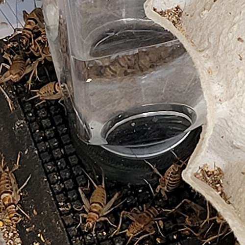 Gravity Cricket Water Bowl, Easy to Clean, Safe with Small Insects