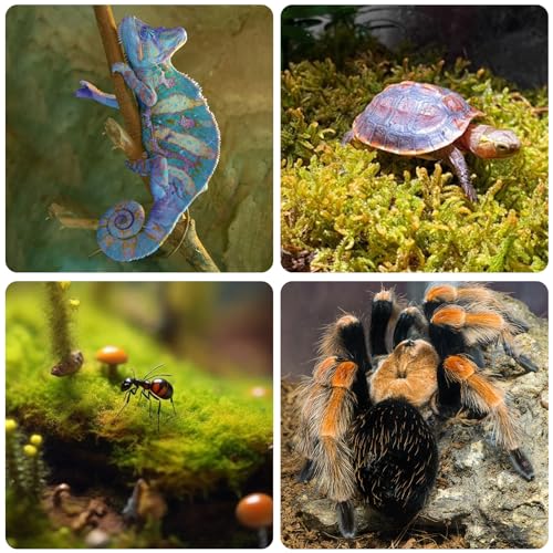 4pack Critter Keeper Ant Farm Cane Toad Trap Little Live Pets Bug Catcher Kit for Kids Frog Habitat Turtle Tank Reptile Terrariums Lizard Cage Fish Bowl Beach Aquarium Catch and Release - size: 4