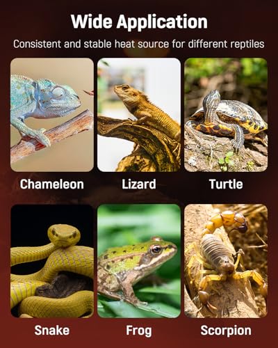 Pawfly 5 W Reptile Heat Pad 6 x 5.5 Inch Reptile Heating Pad Under Tank Terrarium Safe Fast Heating Mat Heat Mat for Turtles Frogs Snakes Lizards Geckos Hermit Crabs Spiders & Other Reptiles - size: 5W ( 6 x 5.5 Inch)