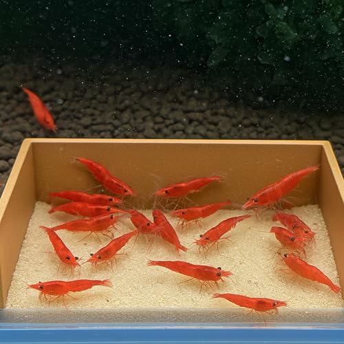 Aquarium Feeding Barrier - Substrate Retention Wall for Shrimp, Snail & Pleco | Bare Bottom Cove for Easy Feeding & Cleanup (Black)