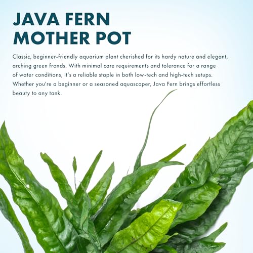 Live Plants - Java Fern (Microsorum pteropus) - Low to Medium Light Aquarium Display, Bright Green Accent, Midground Aquascaping, Freshwater Rhizome Aquatic Plant - Pot - color: Java Fern Mother Pot, size: Pot - 1 Count