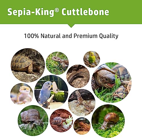 Sepia King - Large - 100% Natural Calcium Supplement - Premium Cuttlebone perfect for Birds, Tortoises, Snails, Reptiles - 5.5 to 7 inch