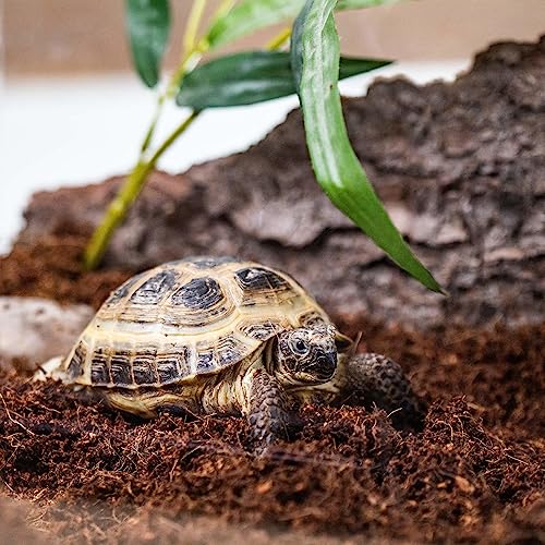 Terrarium Bedding - Hand-Blended for Optimal Plant Health and Toxin Breakdown - 4 QUARTS - size: 4 Quart Bag