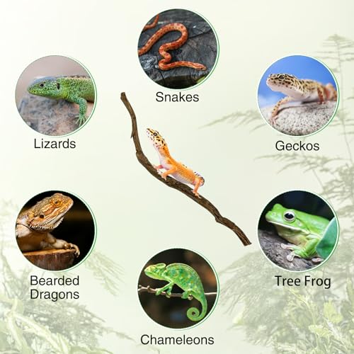 Reptile Branch Decor Snake Climbing Wood Branches Lizard Habitat Decorations Terrarium Wooden Tree Trunk Ornament for Bearded Dragon Snake Geckos Chameleon Frog 4 Pcs (14-16 inch) - size: 4 PCS-Diameter: 0.8-1.2 inches