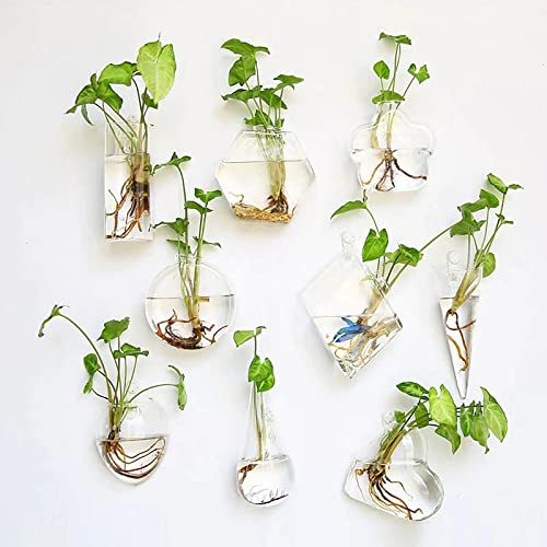 Kingbuy Hexagon Wall Planter Set - 3 Pack Glass Propagation Terrarium Vases with Hanging Mounts for Indoor Plants, Air Plants & Hydroponic Stations Home Office Decor, Plant Lover Gifts (Large) - size: Large