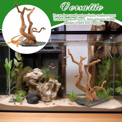 AceOrbit Large Driftwood for Aquarium, 8.5-11.5 Inch Spider Wood on Slate Stone, Natural Spiderwood Aquarium Driftwood Aquascaping Wood for Reptile Enclosure, Terrarium, Reptile Tank, Fish Tank Decor