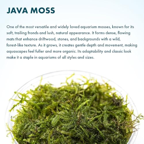 Java Moss Live Aquarium Plant - Freshwater Fish Tank Decorations for Natural Decor (Large Cup) - color: Java - Large Cup, size: 1 Pack