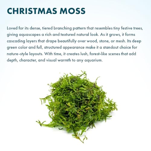 Christmas Moss Live Aquarium Plant - Freshwater Fish Tank Decorations for Natural Aquatic Décor (Golf Ball) - color: Christmas - Golf Ball, size: 1 Pack