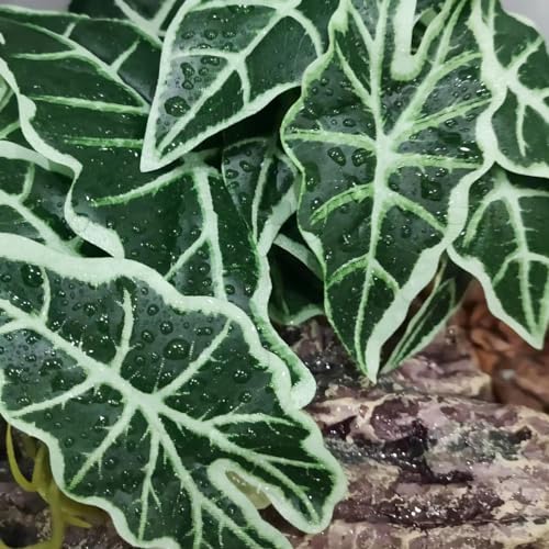 Fake Plants for Reptiles,Artificial Plants for Terrarium Decor | Habitat Decor,Reptile Plant with Base for bearded dragon Gecko Lizard Snake,Tank Enclosure Accessories-Alocasia - color: Alocasia