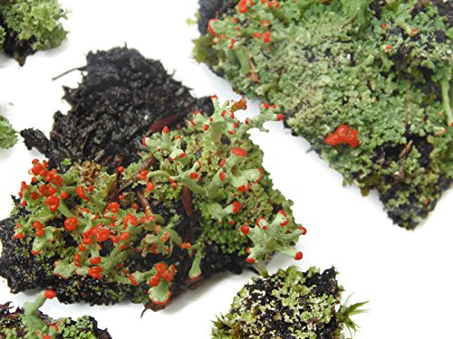 Live Lichen Assortment 4"x6" Bag for Terrariums and Fairy Gardens