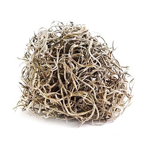 Galápagos (05351) Arid Environment Terrarium Kit Ideal for Reptiles, Amphibians, & Small Critters, 4.5 QT Box, Natural