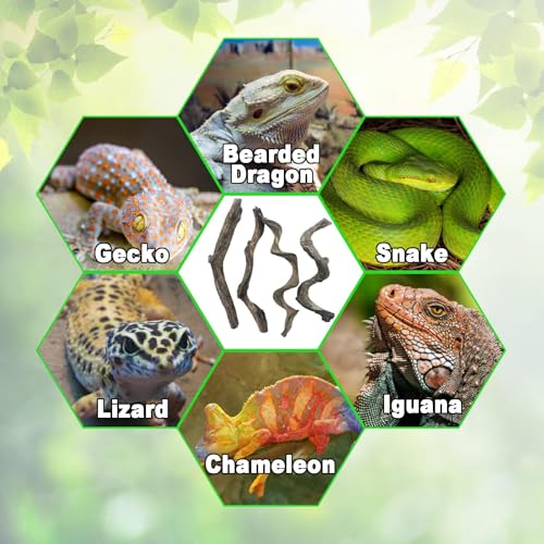 Reptile Decor 4PCS Natural Forest Branch Terrarium Habitat Wood Decoration Lizard Climbing Tree Branch for Bearded Dragon Gecko Snake Frog Chameleon Spider