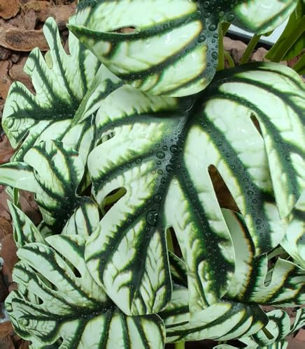 Reptile Fake Plants for Terrarium,Tank Decor Accessories | TArtificial Plants for Reptile enclosure,Amphibian Habitat Decoration for Gecko Chameleon Tortoise Snake- Yellow Monstera - color: Monstera Yellow