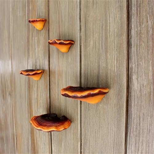 Set of 5 Mushroom Wall Shelves - Small Floating Shelves for Home Decor, Kitchen, Bedroom | Cute Resin Mushroom Shelf, Cottagecore & Reptile Gecko Habitat Accessory