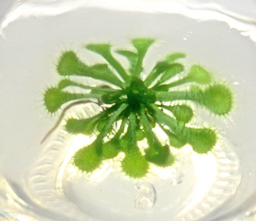 Live Sundew Plant Terrarium – Enclosed Ecosystem with Zero Maintenance – Unique Ecosphere Plants for Home Décor – Drosera Spatula Sundew Plant –Great Gift – Self-Sustaining Terrarium